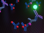 Ensure Your Result Is Truly Positive: Mitigating the Effects of Heterophilic Antibodies in Immunoassays