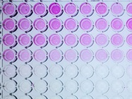 Multiplexing Immunoassays for Protein Biomarker Discovery
