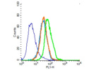 CD31 Polyclonal Antibody