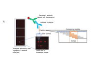 An Effective B-Cell Epitopes Recognition Antibody