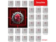 Flow Cytometry with auto image analysis