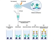 Assessing Cellular PARylation: Convenient ELISA-Based Methods