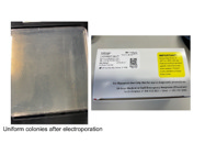 Superb Electrocompetent Cells for CRISPR Library Preparation