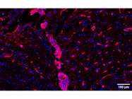 This Anti-Vimentin Antibody From BioLegend Possess Specific Staining