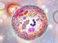A Guide to Autophagy Markers
