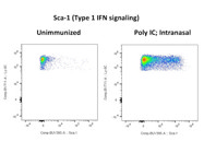 Great Sca-1 Antibody for Identifying Type 1 IFN Signaling by Flow Cytometry