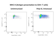 Great MHC-II Antibody for Detecting Class 2 MHC Molecules and Myeloid Gating by Flow Cytometry