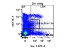 Ideal Antibody to Detect Hematopoietic and Mesenchymal Stem Cells