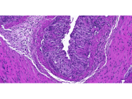 Horus Scientific Provides Excellent Histology Service Which I Highly Recommend