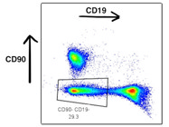 This CD90 Antibody From BD Biosciences is Fitting for Identifying T cells / Thymocytes via Flow Cytometry