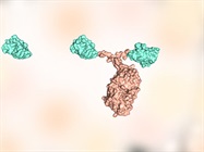 Exploring the Evolution and Potential of VHH Antibodies