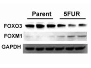 Effective Antibody to Determine the FOXO3 Expression