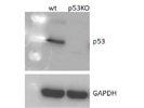 This p53  Antibody From Cell Signaling Technology has Very Good Signaling in IPS Cell