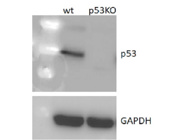This p53  Antibody From Cell Signaling Technology has Very Good Signaling in IPS Cell