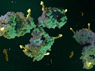 Antibody Drug Conjugate Development Solutions