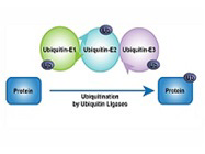 How to measure mono-ubiquitination of proteins