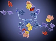 Protein Degradation Methods