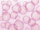 Flow Cytometry and Cell Sorting Comparison
