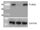 PUMA  From Cell Signaling Technology Has a Good Signal in Stem Cell