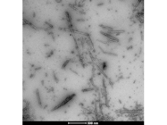 Human Tau dGAE (297-391) AD-mimic Pre-formed Fibrils