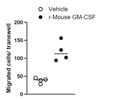 Mouse GM-CSF Protein From R&D Systems Showed a Great Effect on Endothelial Cell Migration