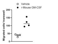 Mouse GM-CSF Protein From R&D Systems Showed a Great Effect on Endothelial Cell Migration