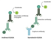 Choosing the Best ELISA Method for Your Experimental Needs
