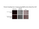 Excellent SnapTag Ligand for Labelling Protein-SnapTag Fusions for Confocal Imaging Studies