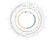 Plasmidsaurus Offers Fast, Affordable, and Efficient Whole Genome Sequencing Using Overnight-Grown Bacterial Cultures.