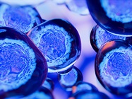 Scientist Profile: Stem Cell Applications in Regenerative Medicine and Flow Cytometry