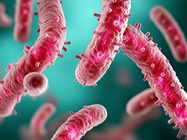 Scientist Profile: Supporting Plasmid DNA and Viral Vector-Based Research