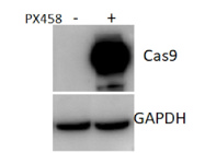 A Strong cas9 Antibody From Cell Signaling Technology Suitable for Western Blot