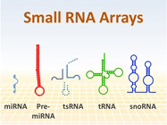 One Arraystar array to profile all major small RNA classes