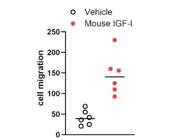 Discover the Exceptional Recombinant Mouse IGF-1 Protein from R&D—Your Best Choice for High-Quality Research.