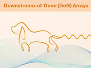 Why and How to Study DoG RNAs?
