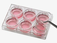 Corning® Transwell® Migration Assays Ultimate Guide: From Setup to Analysis