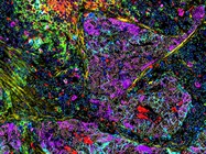 Tools and Technologies for Multiplexed Fluorescent Imaging