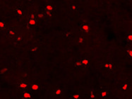 Excellent Marker From Merck Millipore for Astrocytes in the Mouse Brain