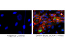 Highly Specific VCAM-1 Antibody From Thermo Fisher Scientific
