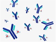 Overcoming Development Challenges in Antibody-Drug Conjugates