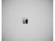 This Antibody From Boster Bio Demonstrates Proficiency in Recognizing and Expressing the Protein Precisely