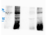 High-Quality Serinc5 Antibody From Boster Bio Produces a Clear Band