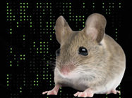 A new milestone in mouse research