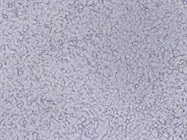Stable Cell Line Development