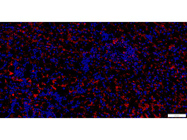 Efficient Antibody From Abcam With Specific Staining and Little to No Background
