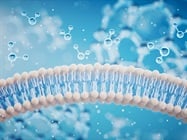 Western Blot Detection of Cell Membrane Proteins