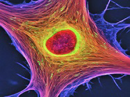 Cell Signaling Pathway Inhibitors