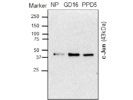 This Antibody From Cell Signaling is Ideal for the Detection of c-Jun in Mouse Pancreatic Tissue