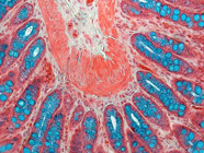 A Guide to Epithelial Cell Markers