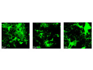 Reliable GFP Antibody for Brain Tissue (Immunostaining)